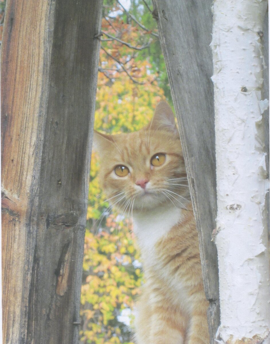 У забора. Фотосессия начинается. 