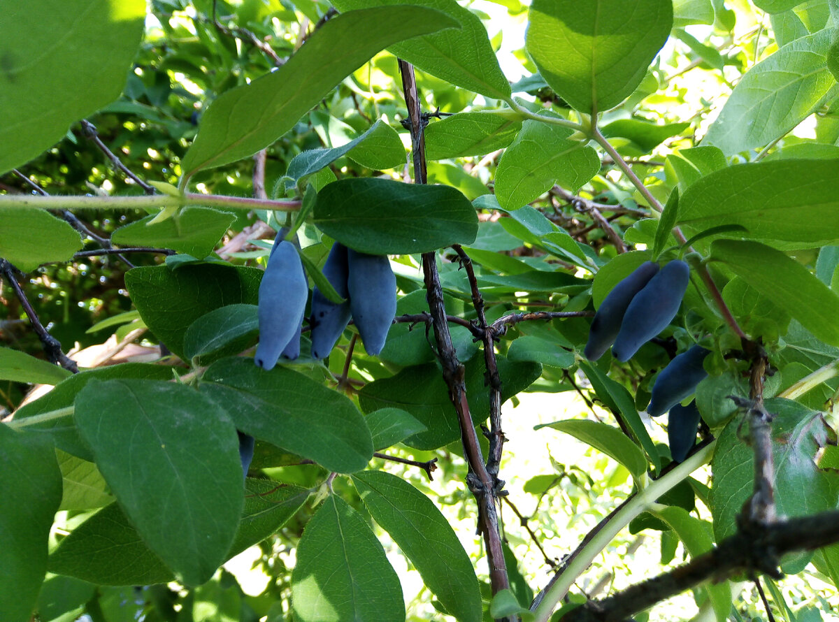 Продолжает плодоносить жимолость