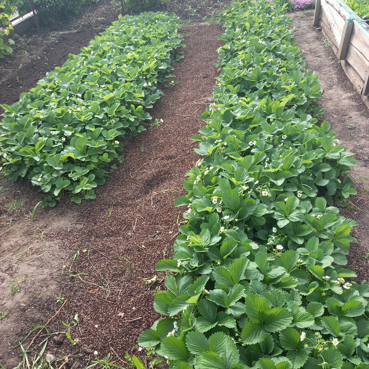 междурдья в клубнике