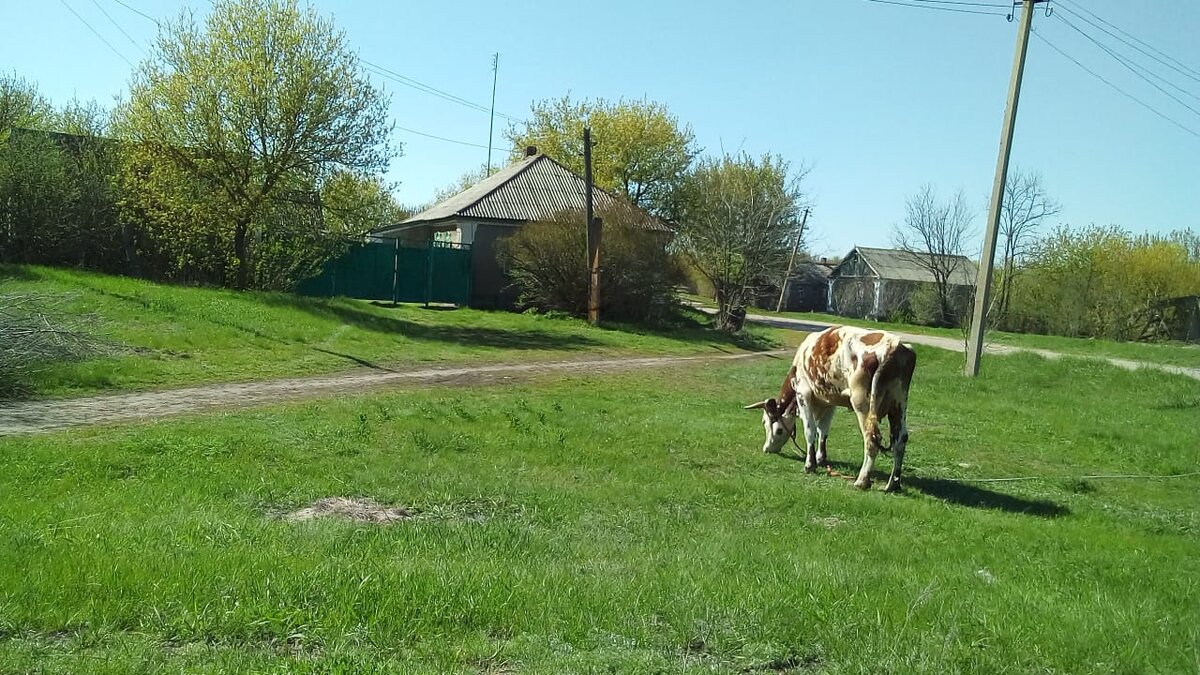     Одна из улиц в слободе, коровам полное раздолье, травы вокруг много