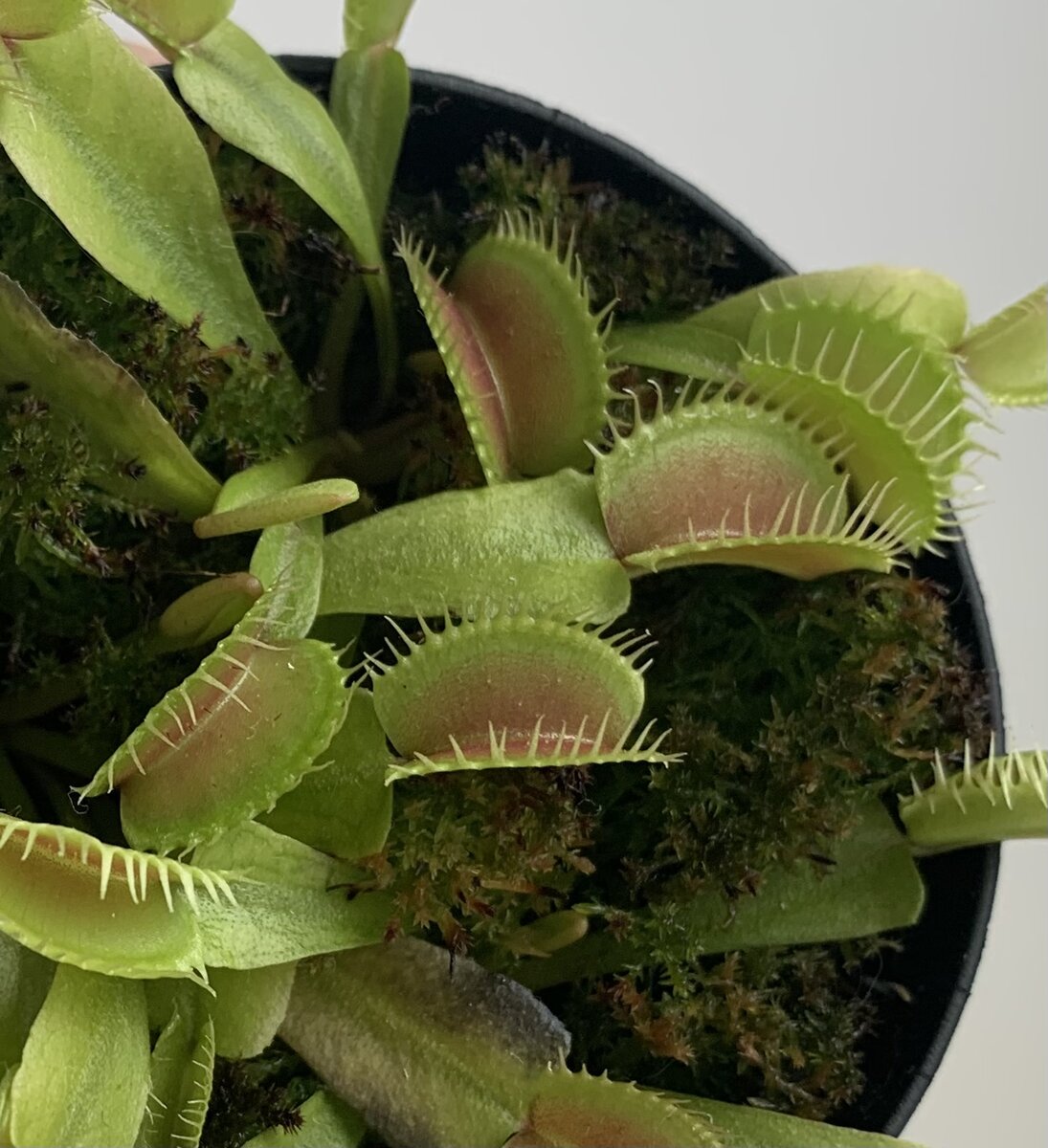 Венерина мухоловка (Dionaea muscipula).Ошибки в уходе и как их можно  исправить | Хищники в здании 🪴 | Дзен