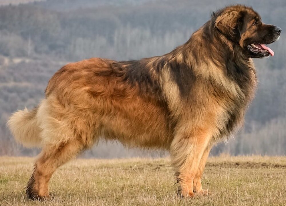 Самые в мире Топ10, большие породы собак.