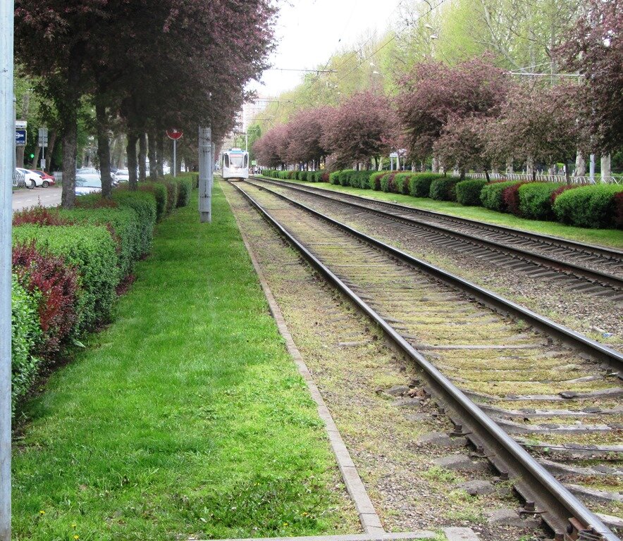 Деревья вдоль трамвайной линии. Современный вид.