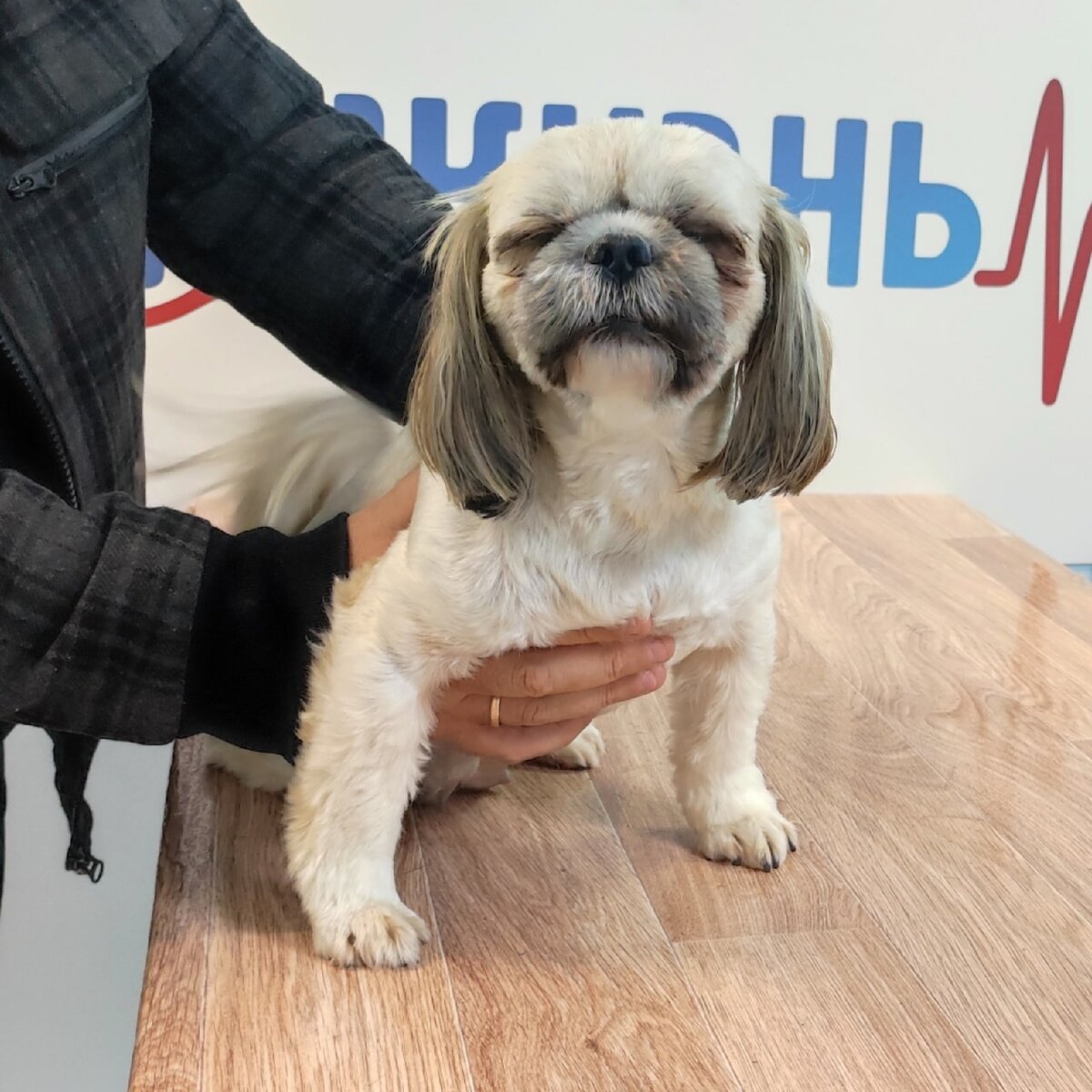 Беременность у собак. Ветеринарный врач репродуктолог в Калуге.