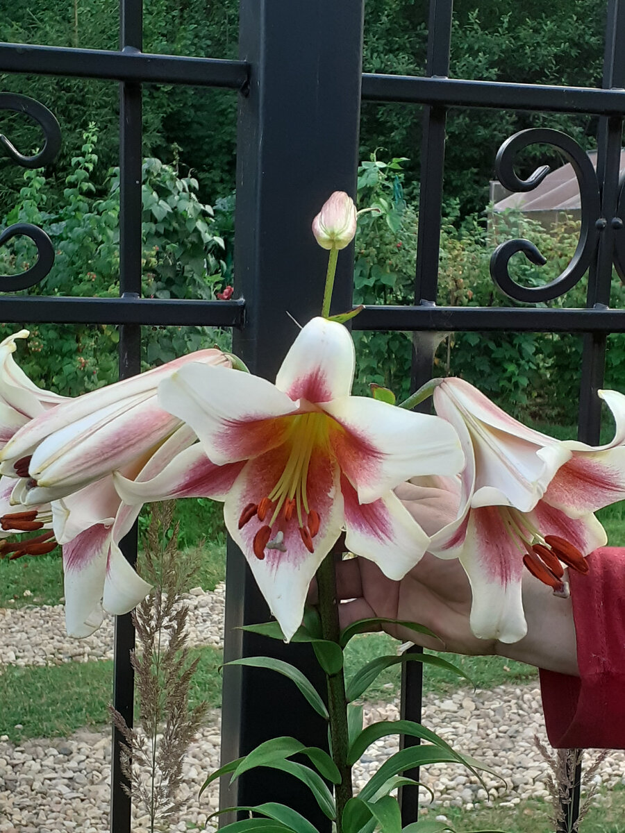 Забота не должна быть с решеткой