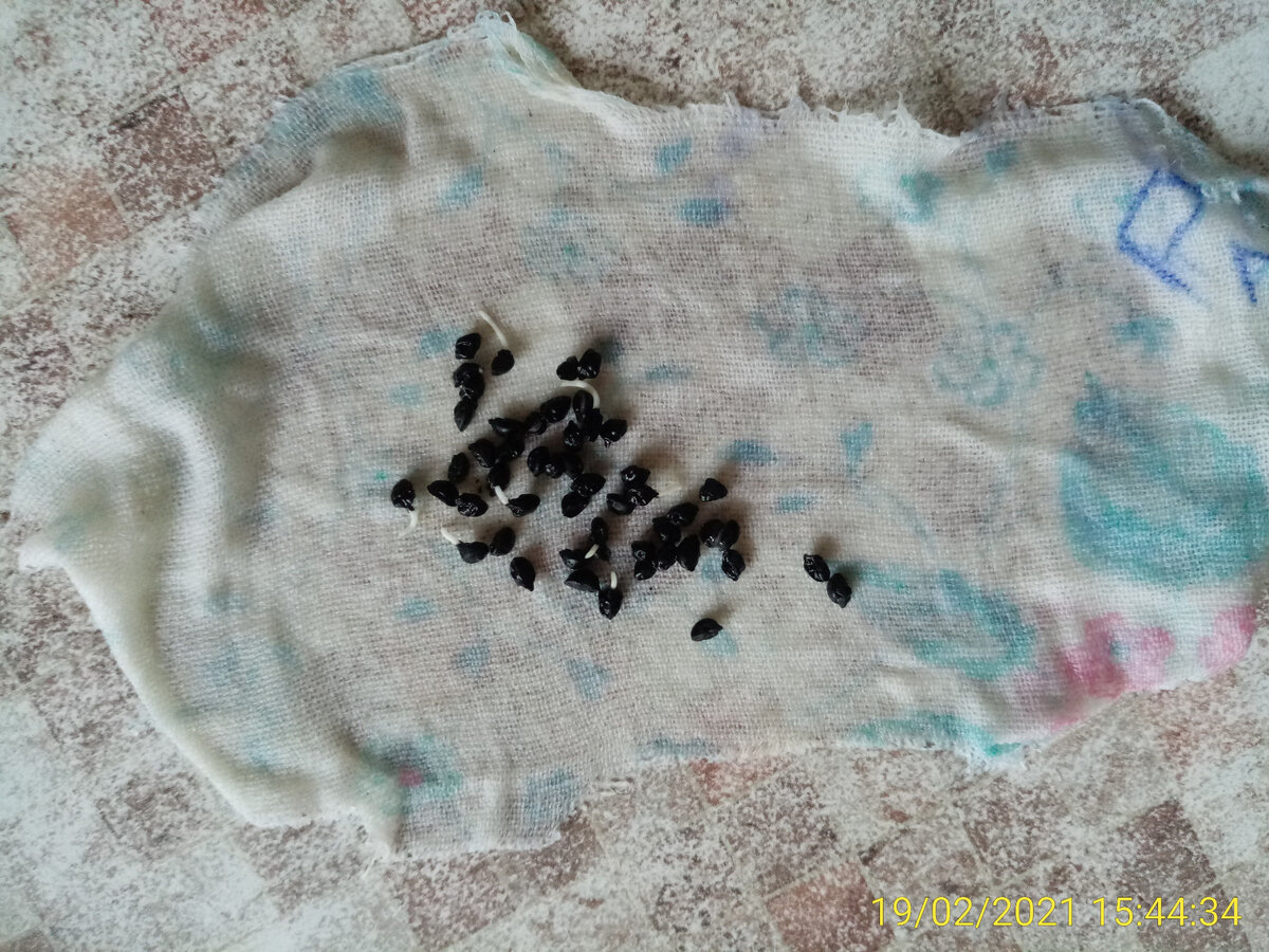 Семена лука-чернушки начали прорастать 