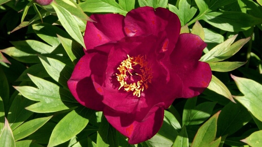 ИТО-пион Scarlet Heaven