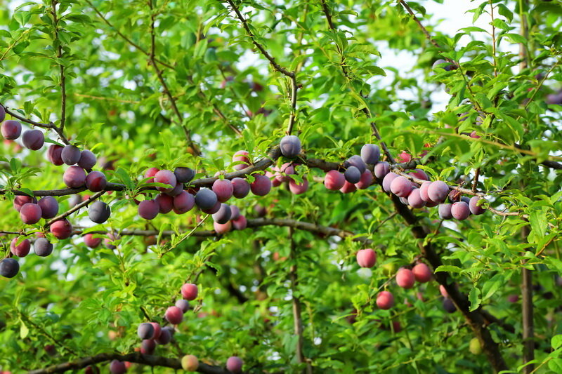 Как правильно сохранить сливы на зиму: лучшие способы и советы