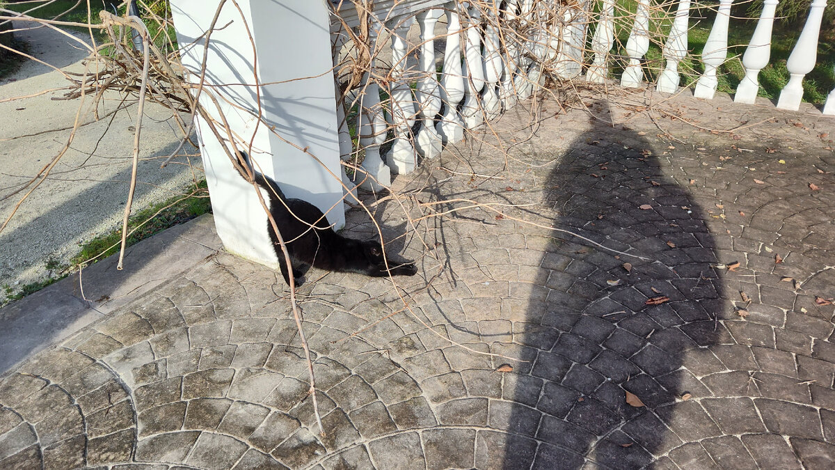 Кошка до этого позировала на скамейке, выглядело так, как будто нарисована.