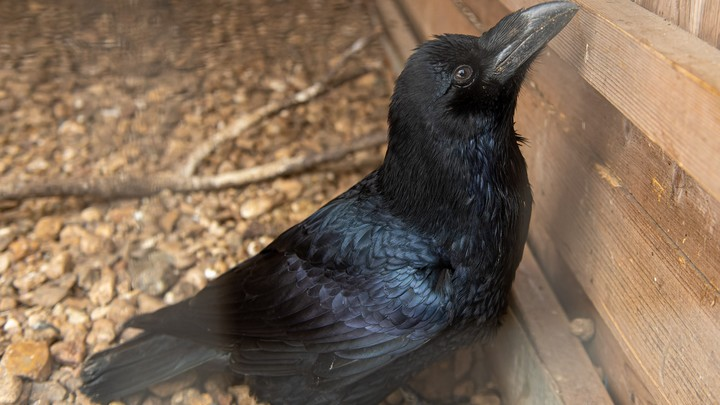 KOMSOMOLSKAYA PRAVDA/GLOBAL LOOK PRESS