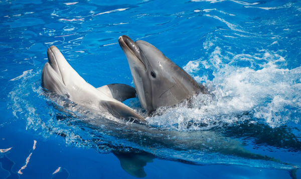 © Sputnik / Михаил Мокрушин