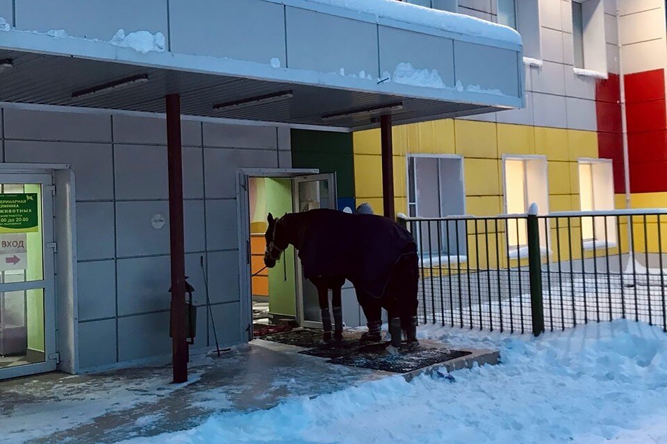     Конь долго не решался перейти порог, однако потом все-таки решился и пошел к специалисту. Фото: vk.com/horse_tours