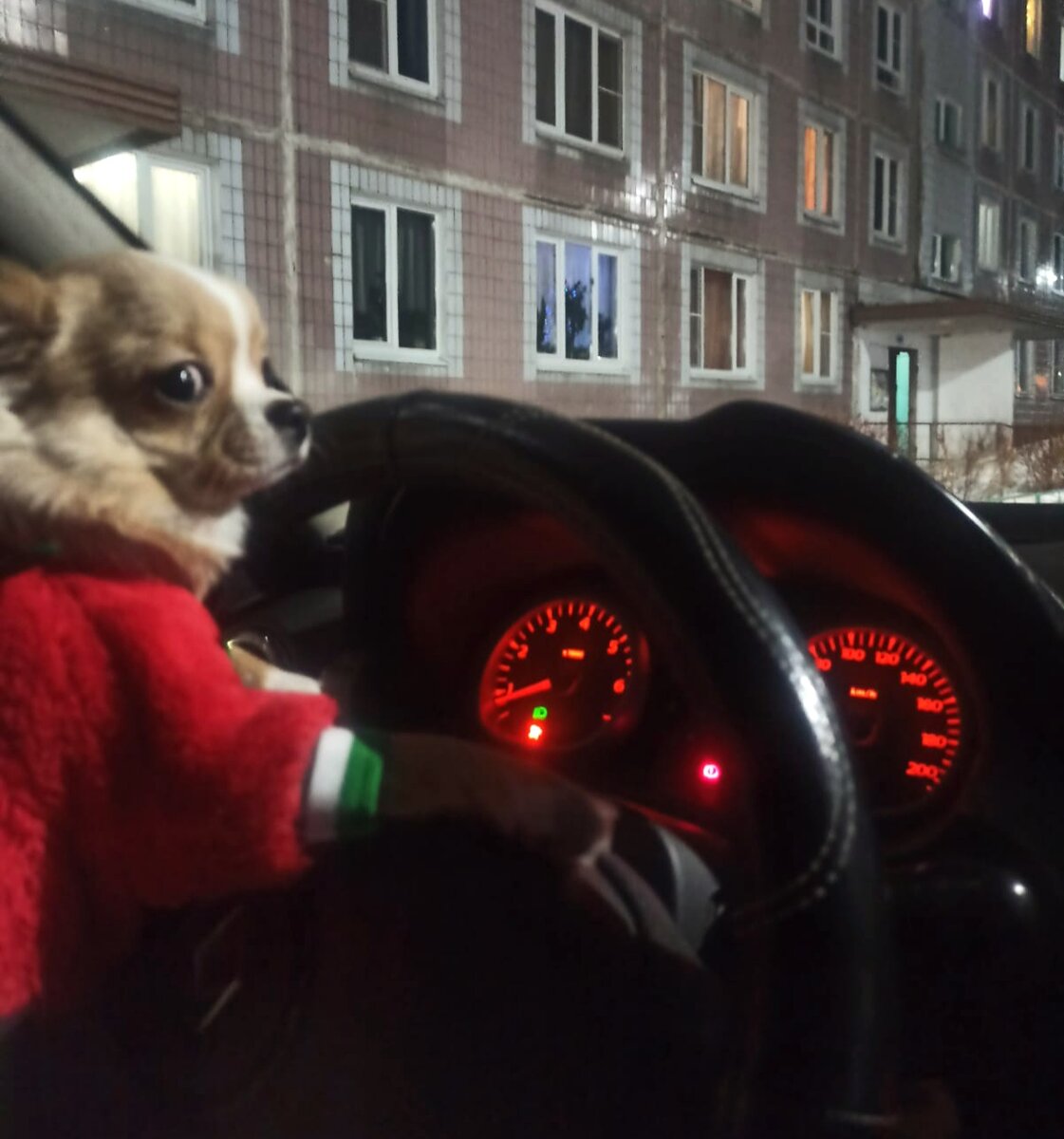 Кто заказывал такси на Дубровку? 😊 Ной приехал нас поздравить вместе со своими хозяевами. 