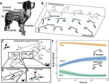    Эксперимент с собачьими хвостамиbioRxiv (2022). DOI: 10.1101/2022.12.30.522334