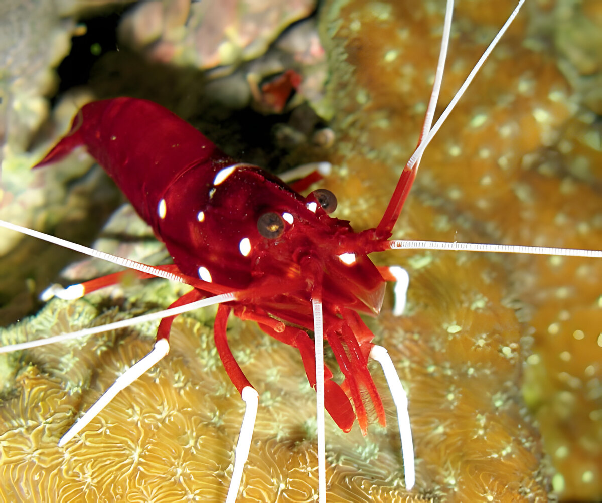 Огненные, алые или кровавые креветки (Lysmata debelius), часто встречающиеся в аквариумах, не являются очень активными креветками-чистильщиками. Они ведут довольно уединенный образ жизни. Хотя в аквариуме эти креветки не доставляет особых проблем, иногда они общипывает мягкие и каменистые коралловые полипы и зоантиды. 
