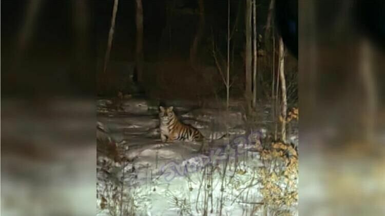     На этот раз хищную кошку очевидцы заметили в районе города Партизанска, неподалеку от населенного пункта Казанки. Встреча с тигром произошла поздним вечером.