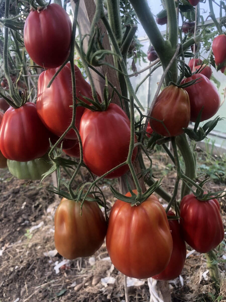 Бест Бестос мой старый любимчик, ни разу не подводил, урожайный и вкусный при любых погодных условиях. Индет, больше двух метров в теплице, плоды ребристые бочонки 200-400гр красного цвета, кожа плотная, плоды не растрескиваются, мякоть арбузная, сахаристая.