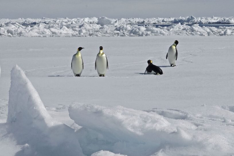 Иллюстративное изображение: Императорские пингвины в Антарктиде. Непосредственно в Антарктиде проживает около полумиллиона императорских пингвинов, и ок. 1 тыс. (зимой) и ок. 4 тыс. (летом) людей.