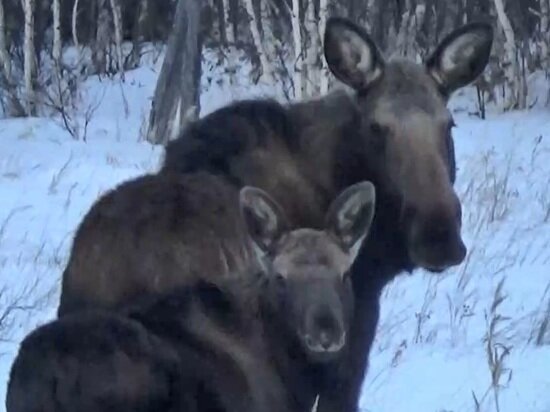     СКРИН С ВИДЕО ТЕЛЕГРАМ-КАНАЛА «ЗАПОВЕДНОЕ ПОДЛЕМОРЬЕ»