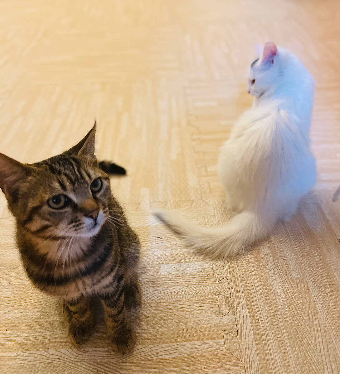 Наши домашние котики, которые добрые и не кусаются 😻🐾