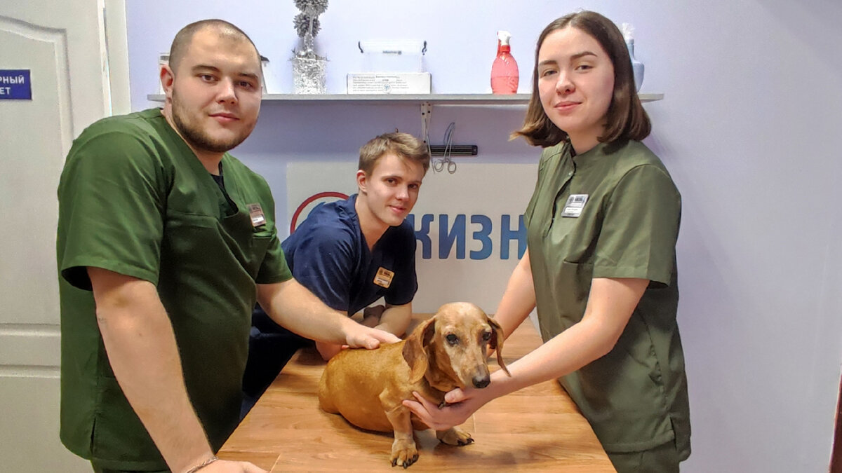 Ветеринарная клиника жизнь Калуга. Ветеринарная клиника жизнь Ульяновск. Калуга ветеринарная клиника на телевизионной. Пациент ветеринара