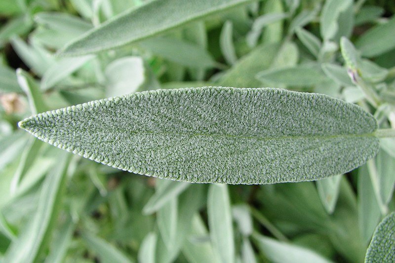 Infusión de salvias para que sirve