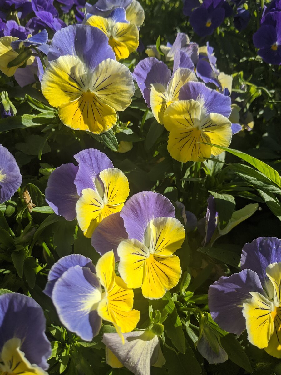    Сочетание сиреневого и жёлтого бесподобно!