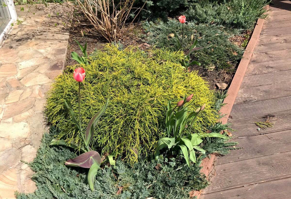 Без кипарисовика было бы уныло 