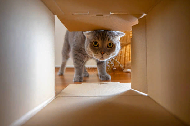 🐱Адаптация на новом месте: как помочь кошке быстрее освоиться в новом доме  | Нос, хвост, лапы | Дзен