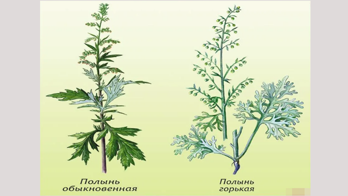 Полынь чернобыльник. Полынь чернобыльник Artemisia vulgaris. Полынь обыкновенная (Artemisia vulgaris). 2. Полынь обыкновенная.