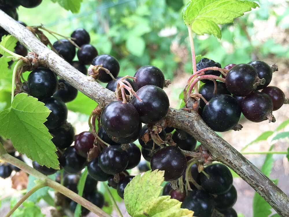 Фото носит иллюстративный характер. pixabay.com