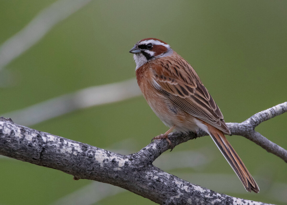 Siberian bird. Siberian bird. Siberian bird. Стерх -журавль якутии. Сибирская мухоловка.