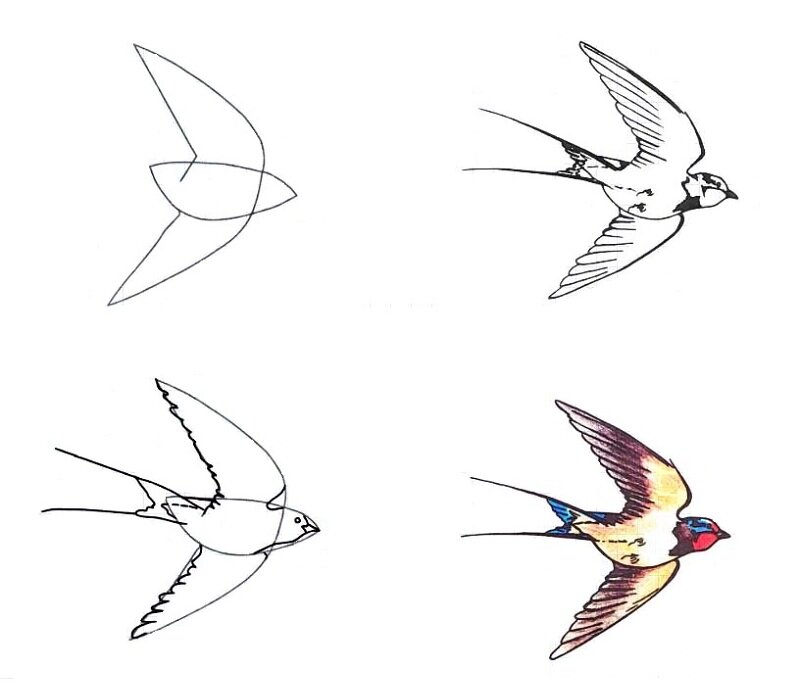 Ласточка карандашом для детей. Рисование Ласточка в старшей группе. Рисование перелетные птицы. Рисование Ласточка в подготовительной группе. Схема рисования ласточки.