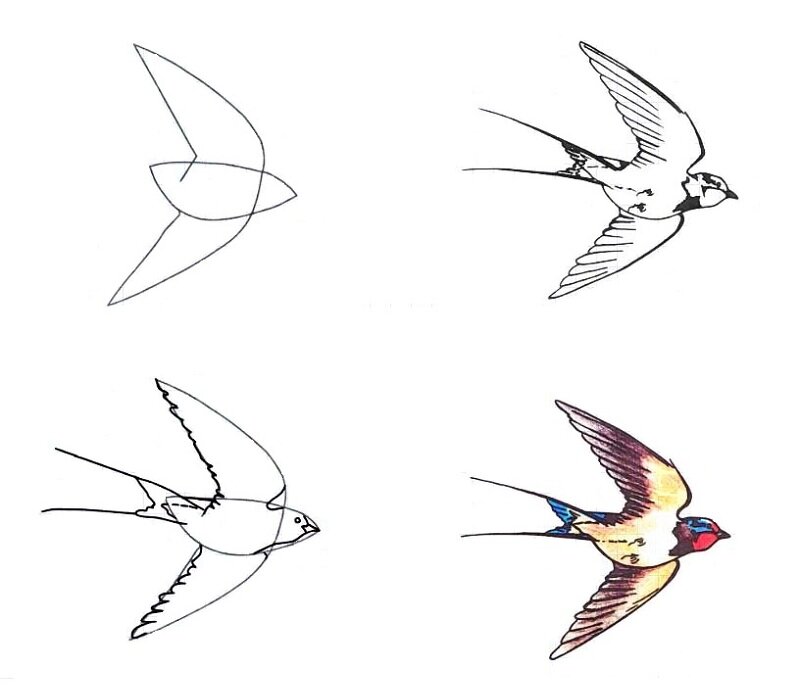 Ласточка картинка для детей (38 фото) - Распечатать Раскраски