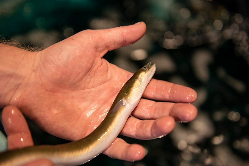 Горячий угорь. Морской угорь Конгер. Морской угорь рыба. Eel Fish.