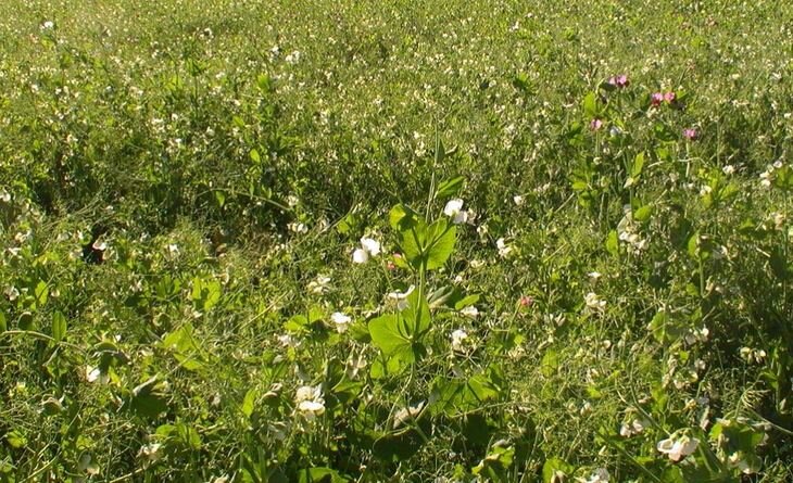    Как «Завьяловская сельхозтехника» превратилась из ремзавода в сторонника No-Till
