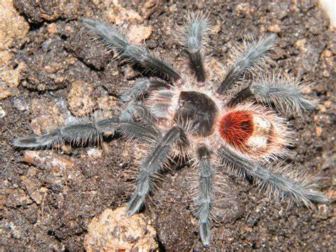 Grammostola iheringi