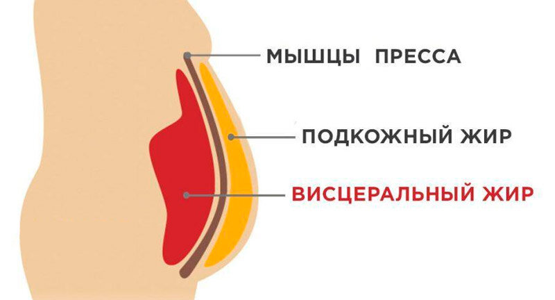 Висцеральный жир на животе