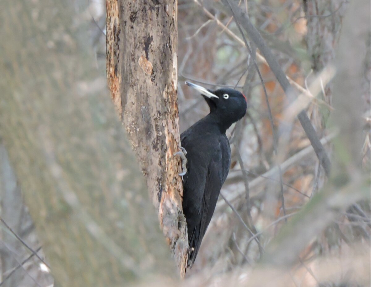 Желна увлечён важным делом