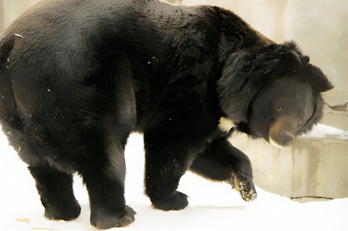    Ранняя побудка. В зоопарке Екатеринбурга вышел из спячки медведь Гай