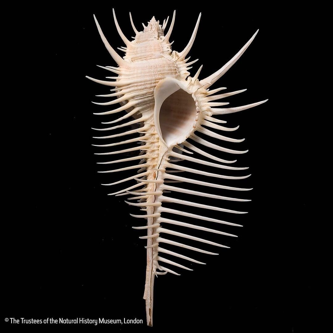 Украшенный мурекс (лат. Murex pecten). Также гребень Венеры.