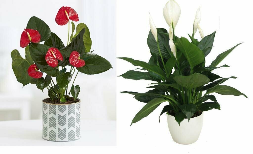 Дерзкий антуриум и нежный спатифиллум  гармоничное сочетание в высшей степени. 