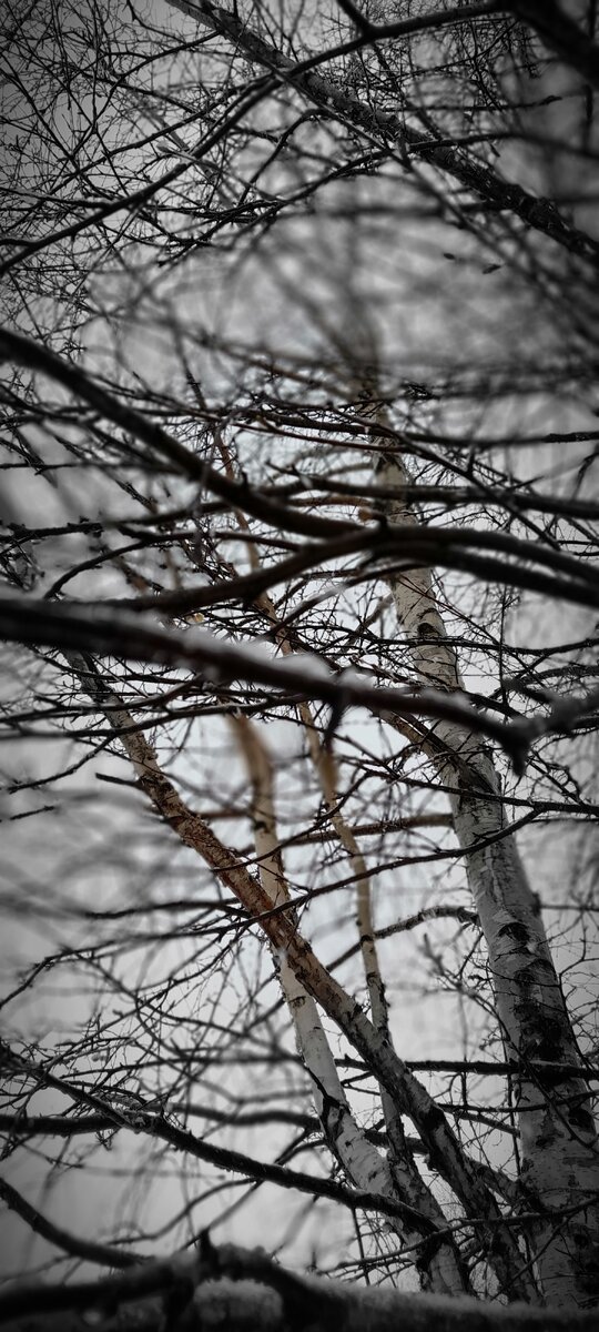 Всю ночь за стеной ветер завывал, метель в окна стучала, а до этого весь день мокрый снегопад шёл... Не хочет Зима добровольно сдавать свои позиции, огрызается, снегом бросается! Весна тоже не отступает - топит снег, брызжет сыростью! Они ссорятся, а мы страдаем. На улице снежно, сыро, промозгло!