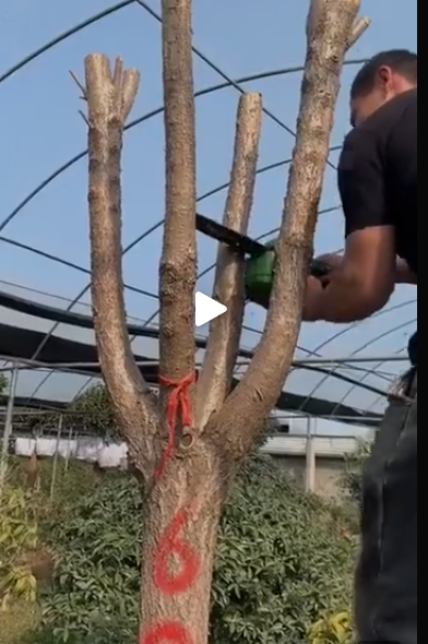 Японское дерево бонсай для декоративного оформления садового участка