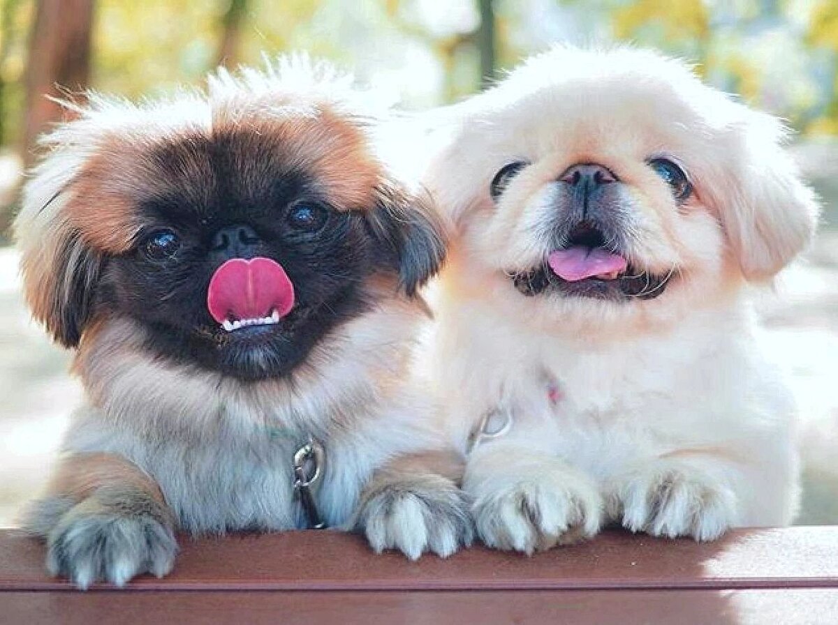      Щенки пекинеса