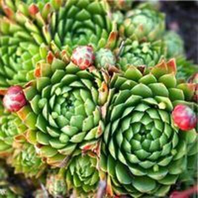 молодило русское