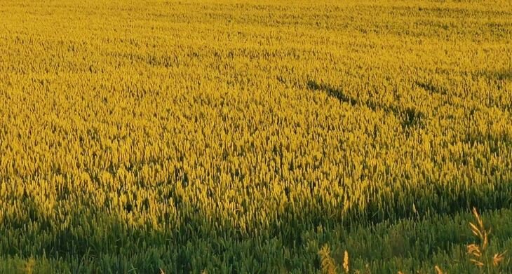    Канадские эксперты изучают почвенные патогены на генном уровне в поисках оздоровительных севооборотов