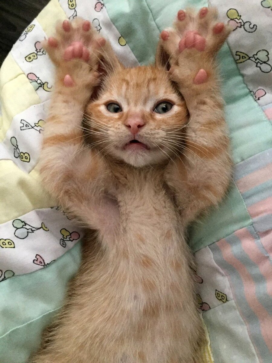 ДОБРОЕ УТРО,СТРАНА! 