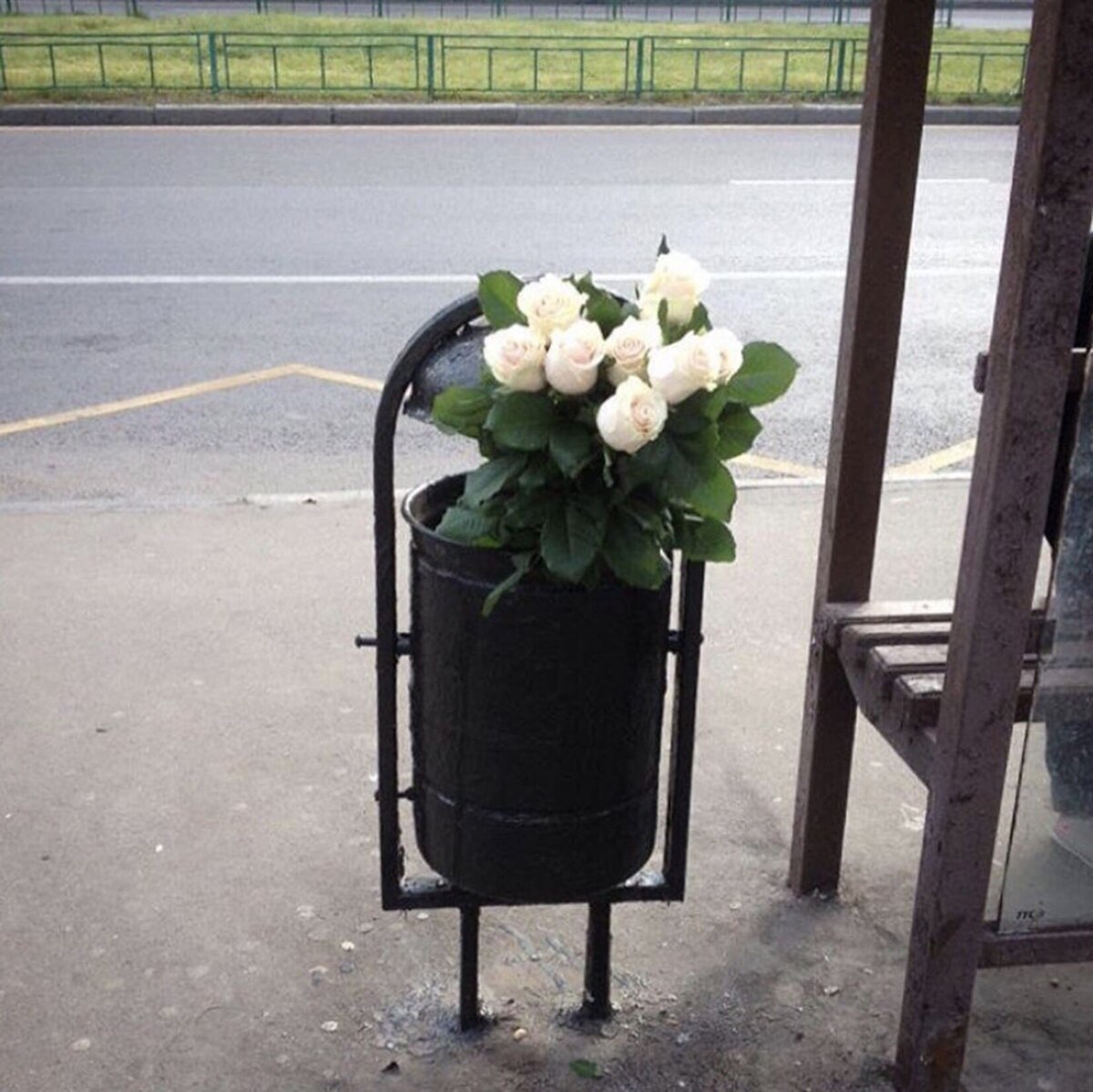 Розы в мусорном ведре