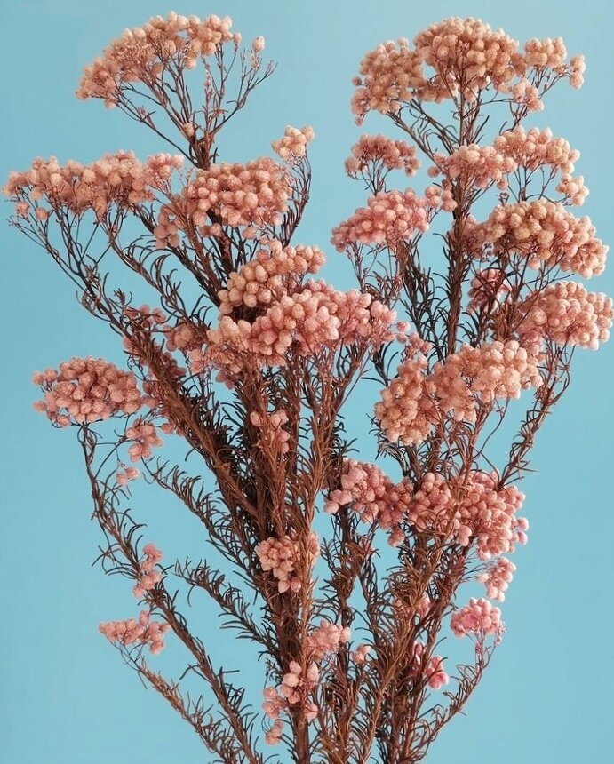 Озотамнус – ароматный «рисовый цветок» | Уютный дом в цветущем саду | Дзен